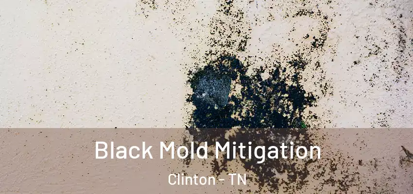  Black Mold Mitigation Clinton - TN