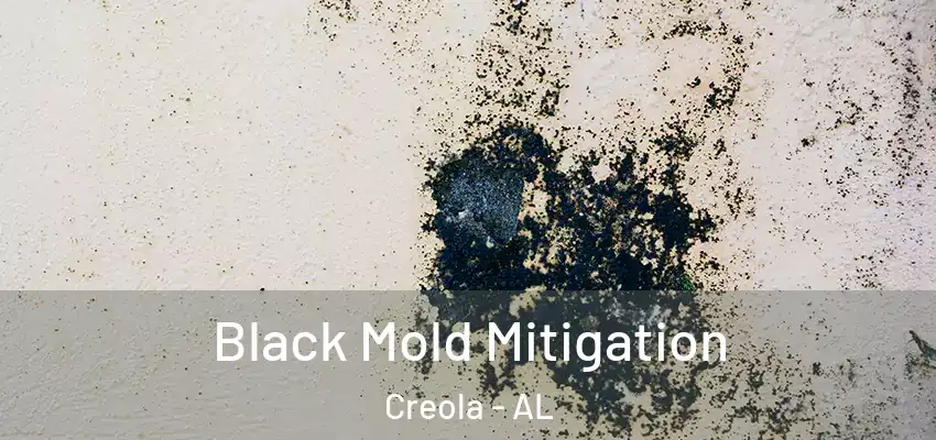  Black Mold Mitigation Creola - AL