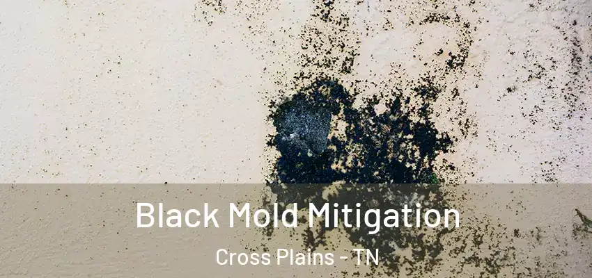 Black Mold Mitigation Cross Plains - TN