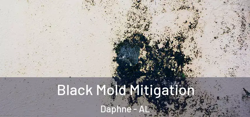  Black Mold Mitigation Daphne - AL