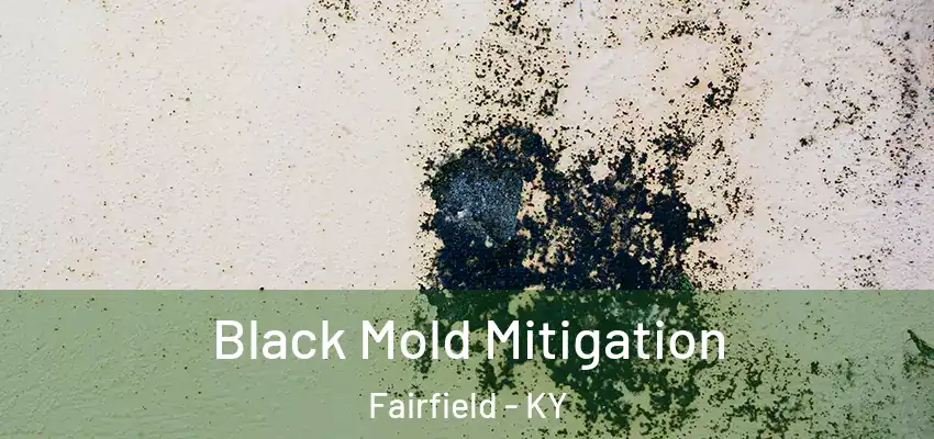  Black Mold Mitigation Fairfield - KY