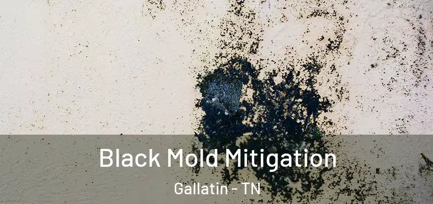  Black Mold Mitigation Gallatin - TN