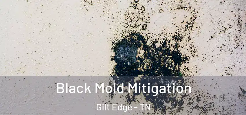  Black Mold Mitigation Gilt Edge - TN