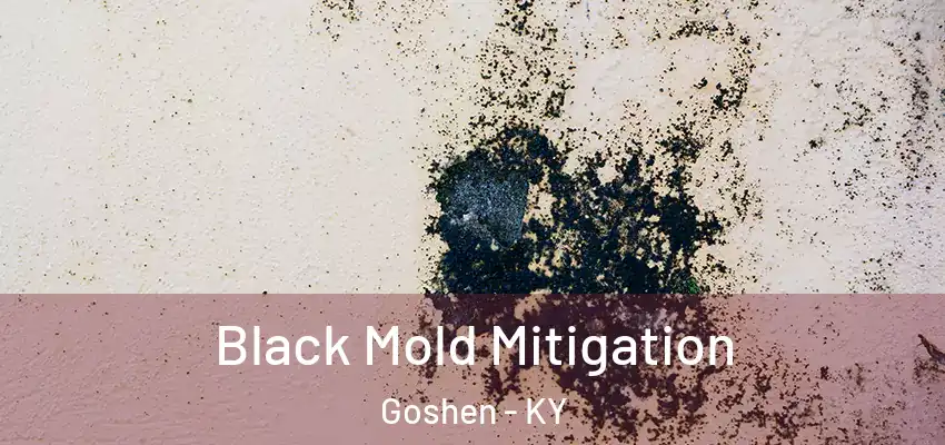  Black Mold Mitigation Goshen - KY
