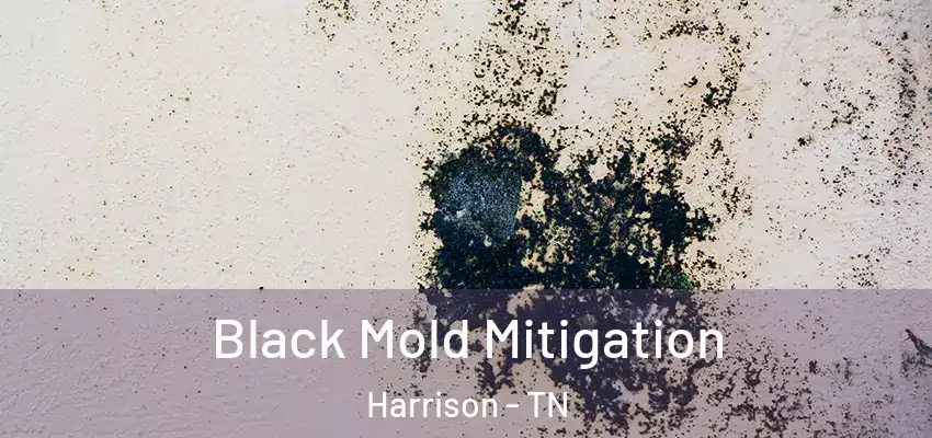 Black Mold Mitigation Harrison - TN
