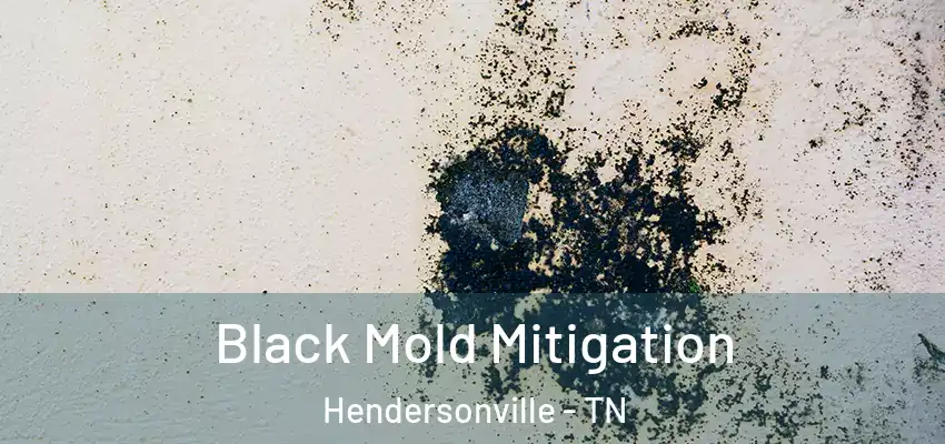 Black Mold Mitigation Hendersonville - TN