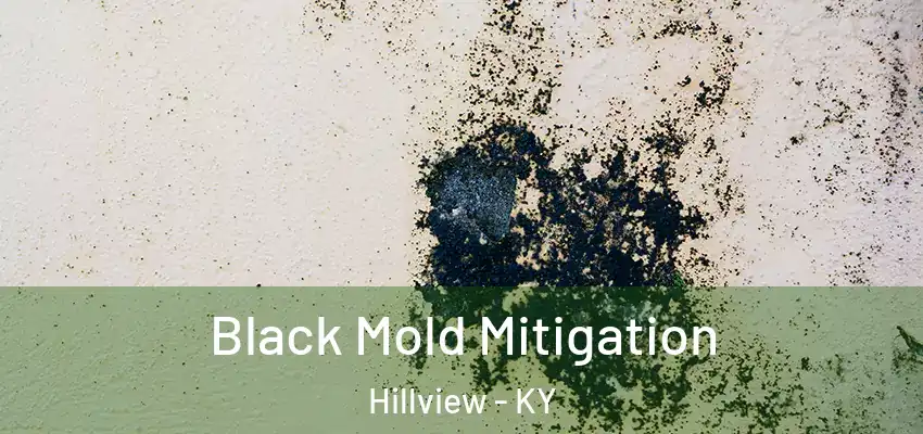  Black Mold Mitigation Hillview - KY
