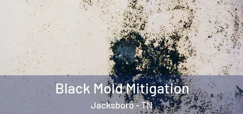  Black Mold Mitigation Jacksboro - TN