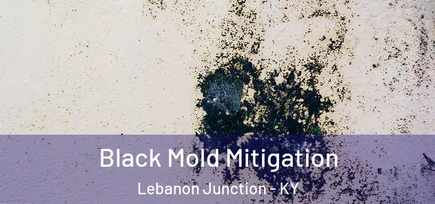 Black Mold Mitigation Lebanon Junction - KY