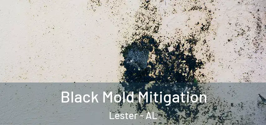  Black Mold Mitigation Lester - AL