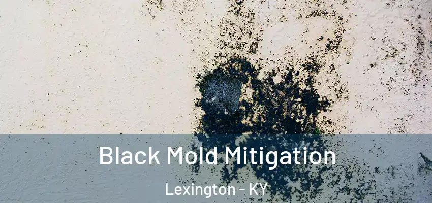  Black Mold Mitigation Lexington - KY