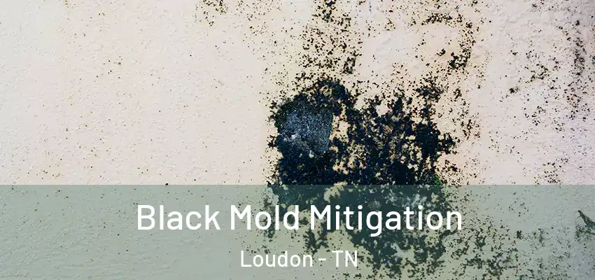  Black Mold Mitigation Loudon - TN