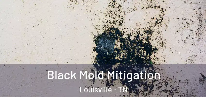  Black Mold Mitigation Louisville - TN