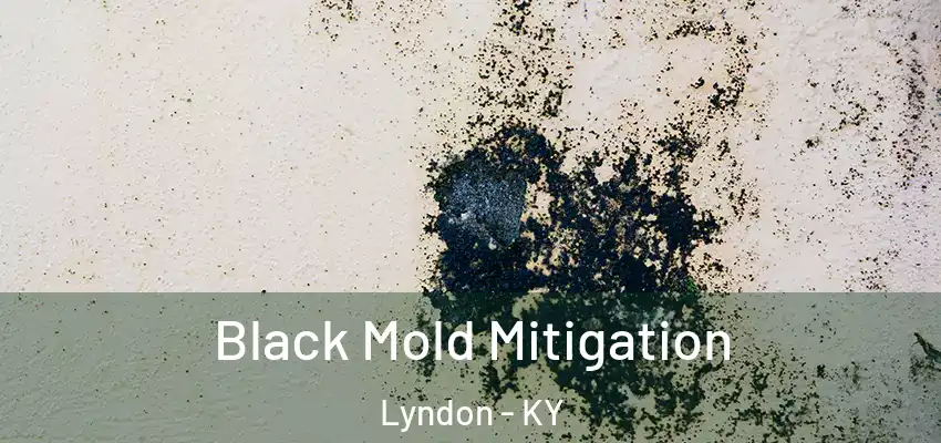  Black Mold Mitigation Lyndon - KY