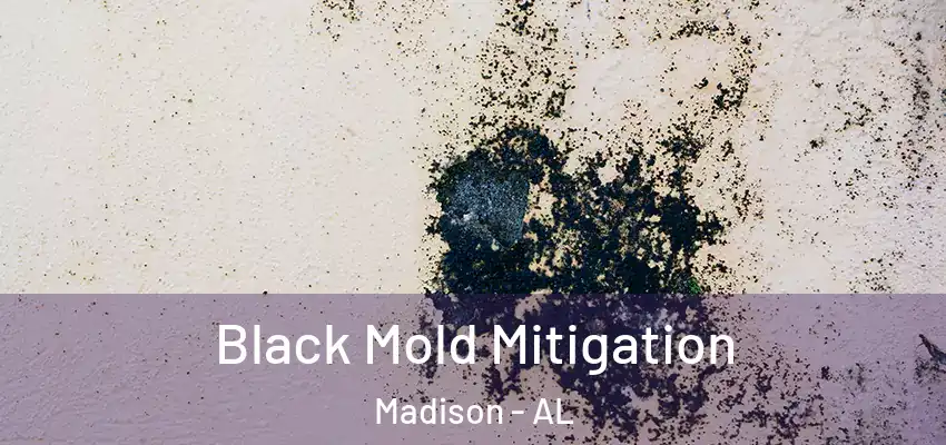  Black Mold Mitigation Madison - AL