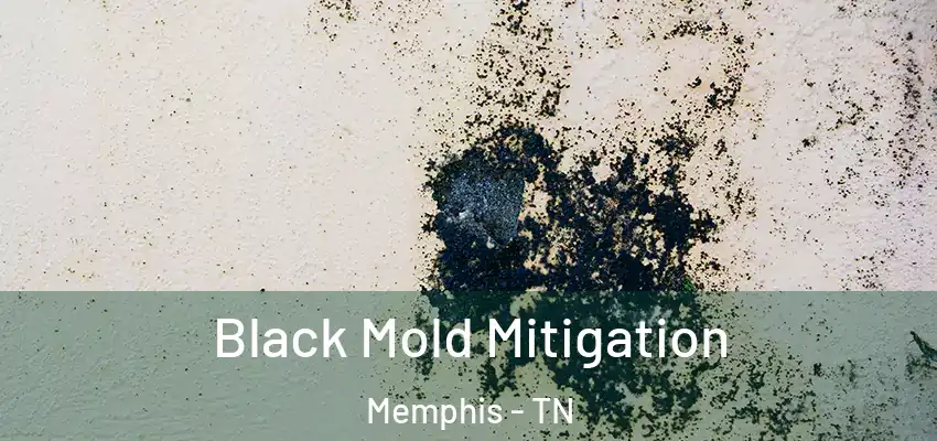  Black Mold Mitigation Memphis - TN