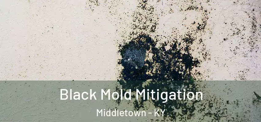  Black Mold Mitigation Middletown - KY