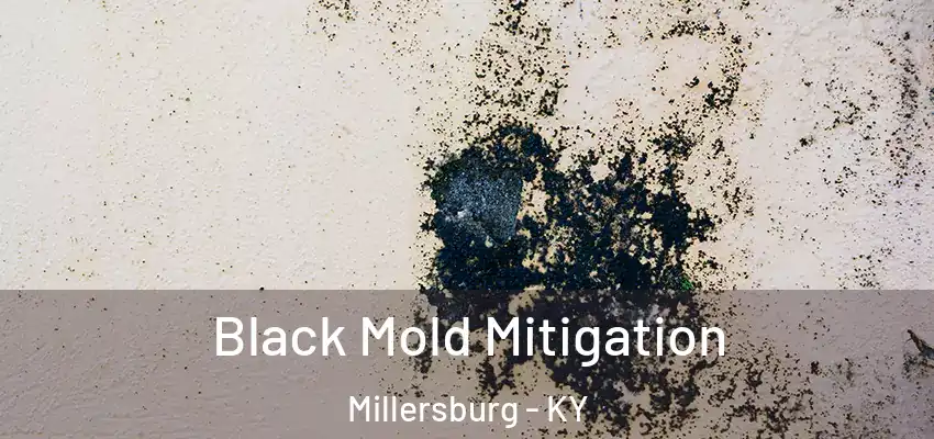 Black Mold Mitigation Millersburg - KY
