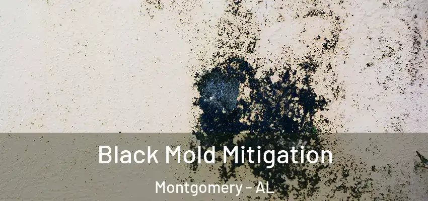  Black Mold Mitigation Montgomery - AL