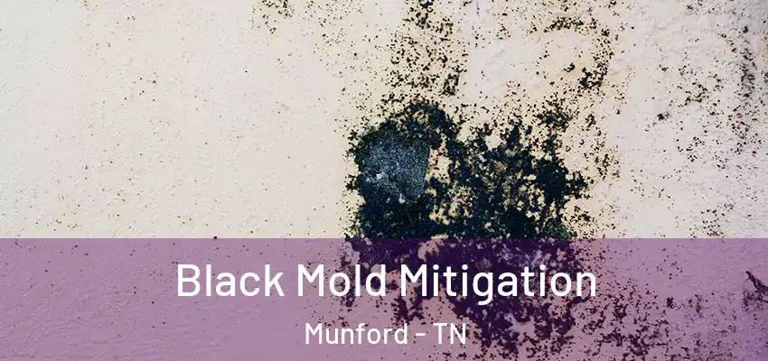  Black Mold Mitigation Munford - TN