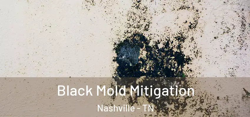 Black Mold Mitigation Nashville - TN