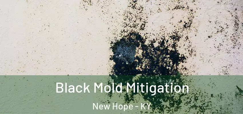  Black Mold Mitigation New Hope - KY
