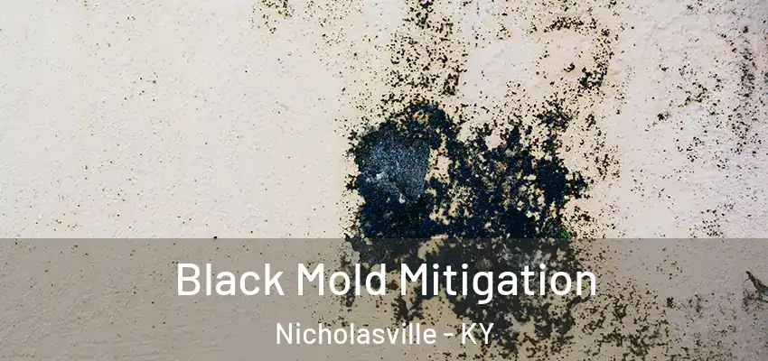  Black Mold Mitigation Nicholasville - KY