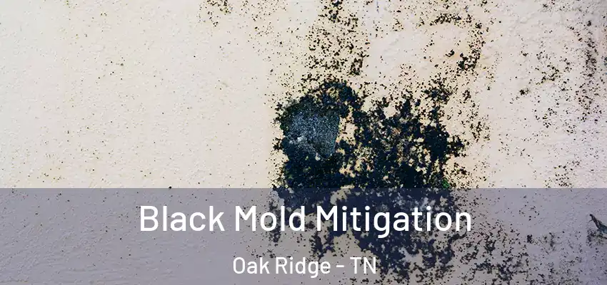  Black Mold Mitigation Oak Ridge - TN