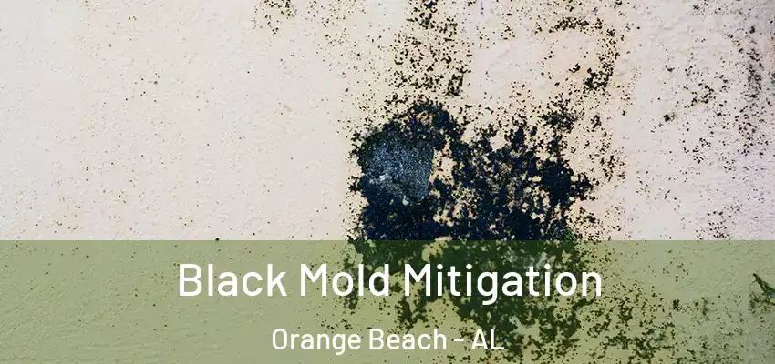 Black Mold Mitigation Orange Beach - AL