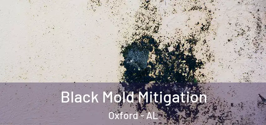  Black Mold Mitigation Oxford - AL