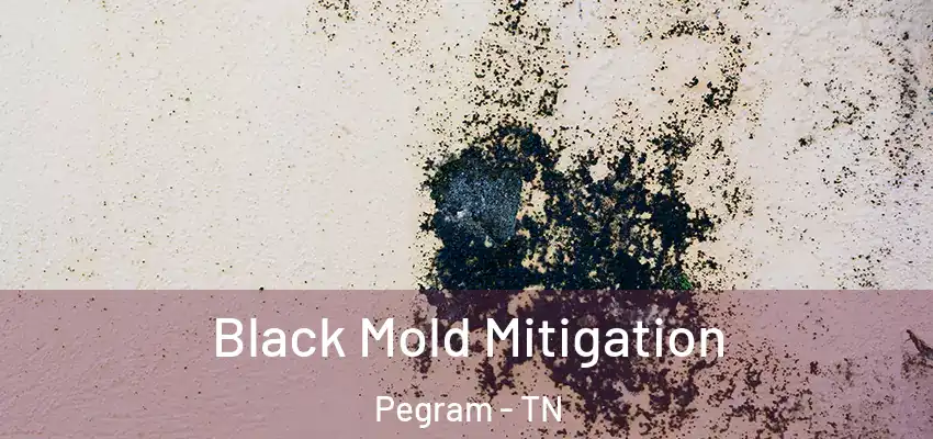  Black Mold Mitigation Pegram - TN