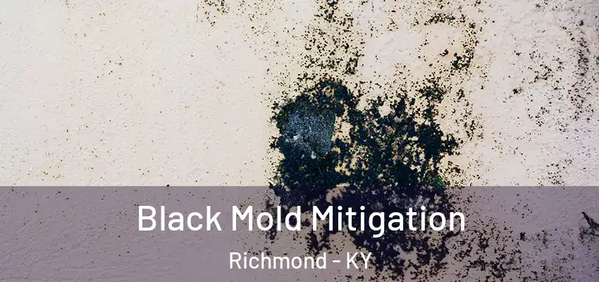 Black Mold Mitigation Richmond - KY