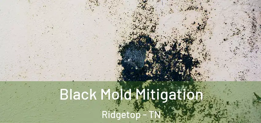  Black Mold Mitigation Ridgetop - TN