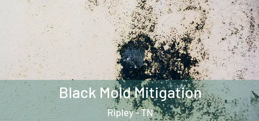  Black Mold Mitigation Ripley - TN
