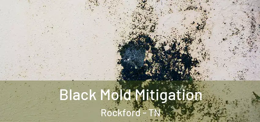 Black Mold Mitigation Rockford - TN