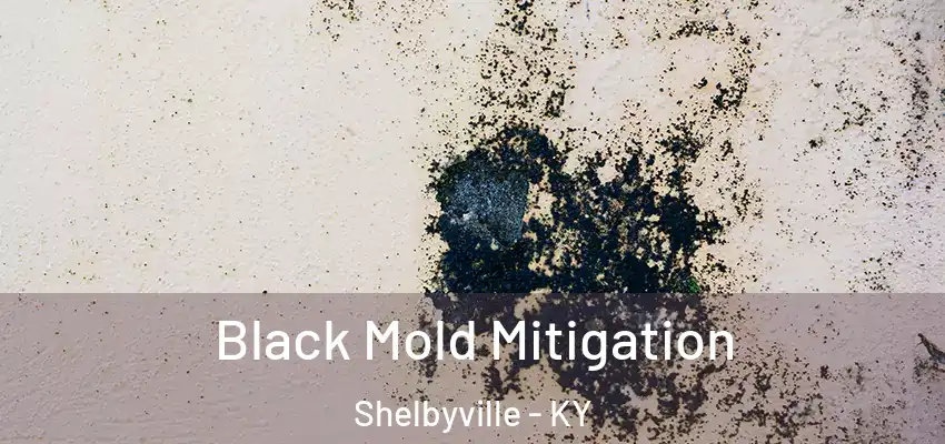  Black Mold Mitigation Shelbyville - KY