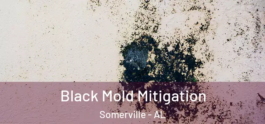  Black Mold Mitigation Somerville - AL