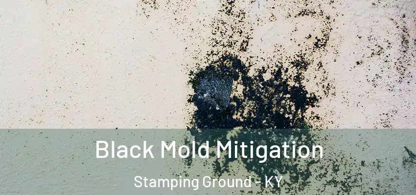  Black Mold Mitigation Stamping Ground - KY