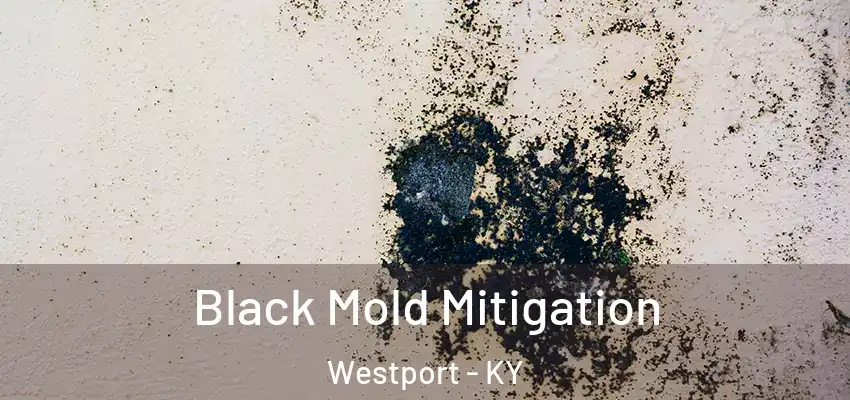 Black Mold Mitigation Westport - KY