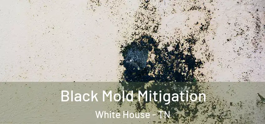 Black Mold Mitigation White House - TN