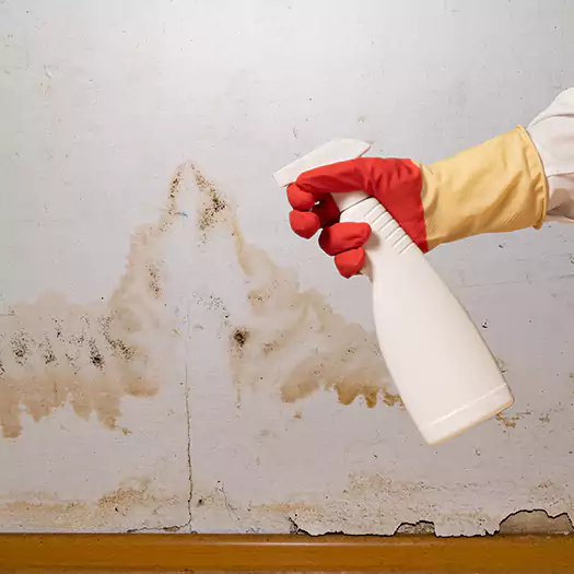 Trusted Black Mold Mitigation Specialists in Loxley, AL