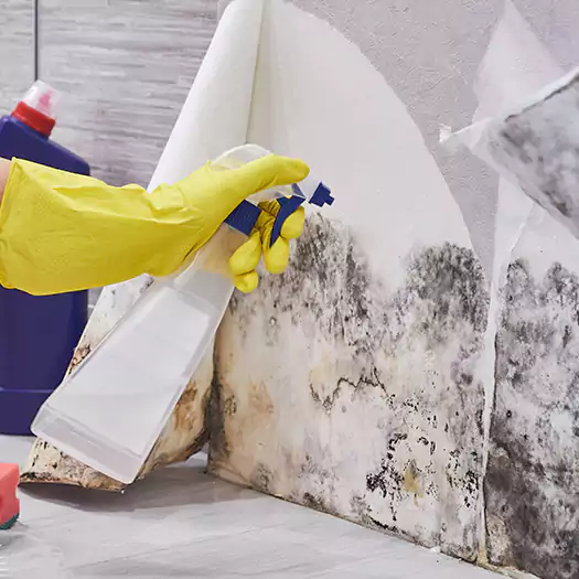 Reliable Mold Abatement Specialists in Loxley, AL