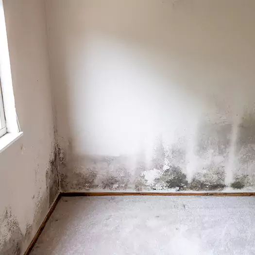 Trusted Mold Cleanup Specialists in Loxley, AL