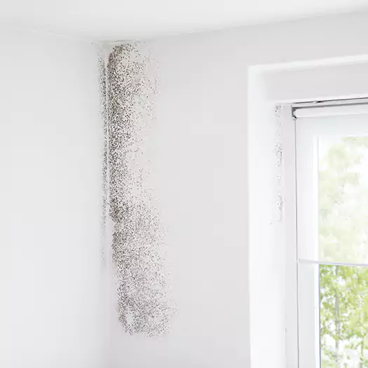 Trusted Mold Eradication Professionals Serving in Loxley, AL