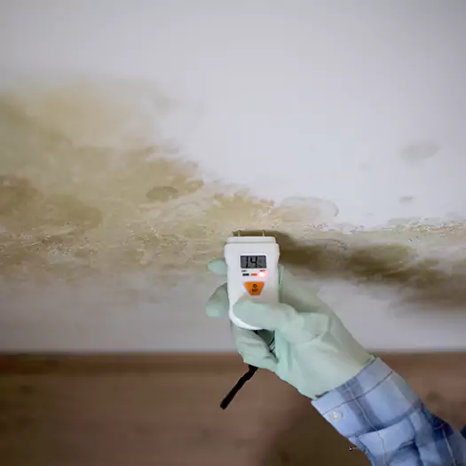 Reliable Mold Inspection Experts in Loxley, AL
