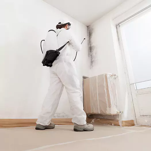 Experienced Mold & Mildew Specialists in Loxley, AL