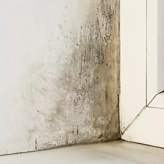 Skilled Mold on Drywall Experts in Loxley, AL