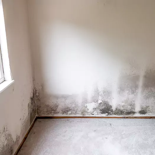 Trusted Mold on the Wall Experts in Loxley, AL
