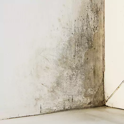 #1 Mold Remediation and Removal Experts in Loxley, AL