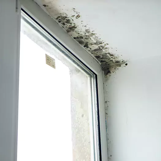 Reliable Mold Treatment Specialists in Loxley, AL